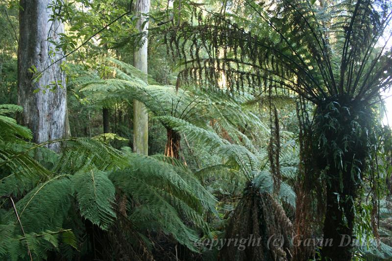 Tree fern gully, Pirianda Gardens IMG_7035.JPG